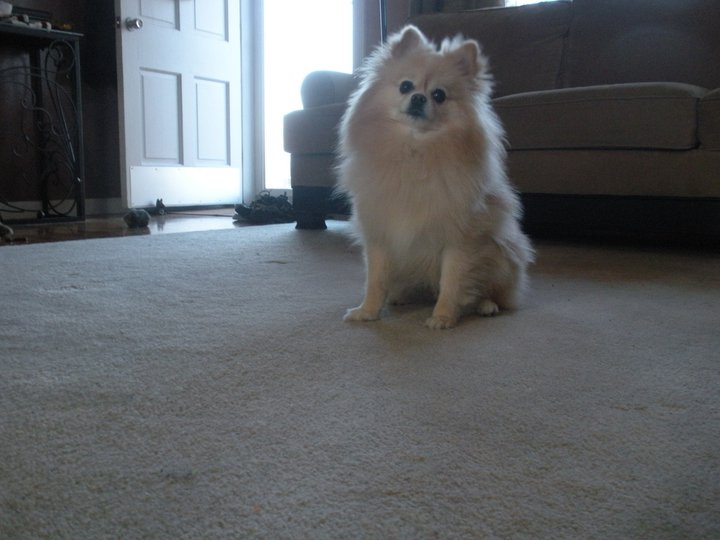 pomeranian on rug