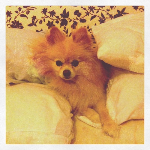 Aslan between pillows