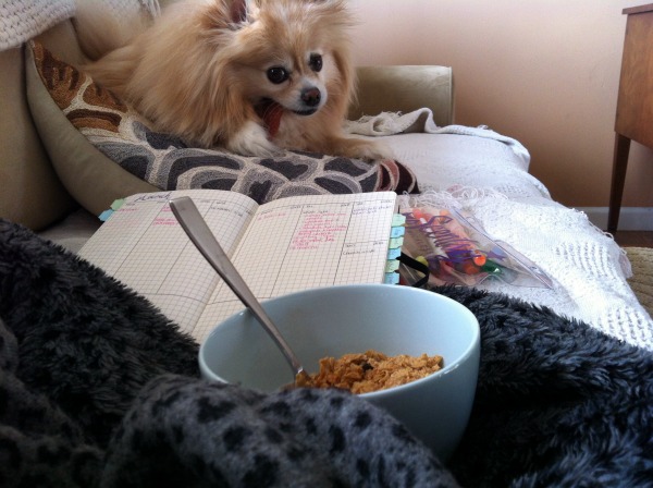 pomeranian on couch