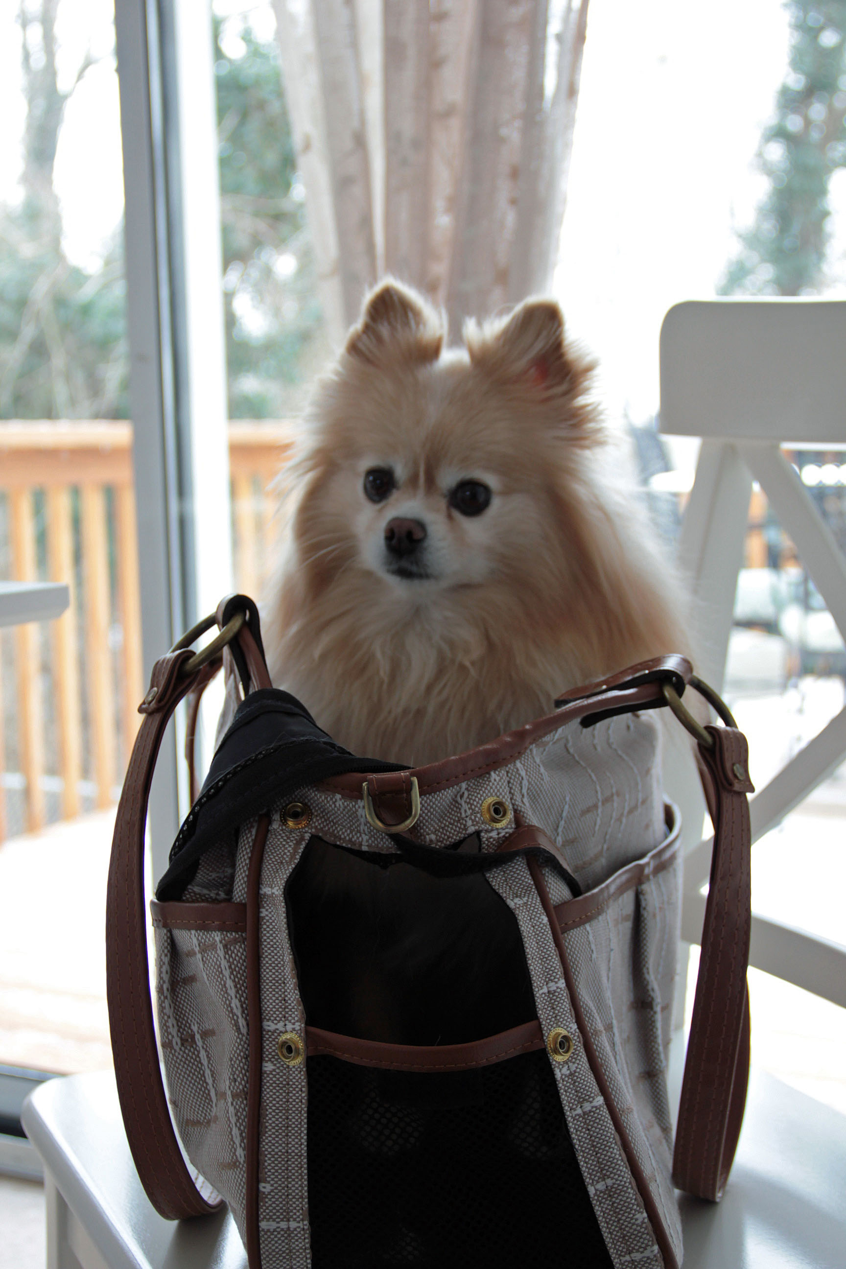 aslan pomeranian in purse
