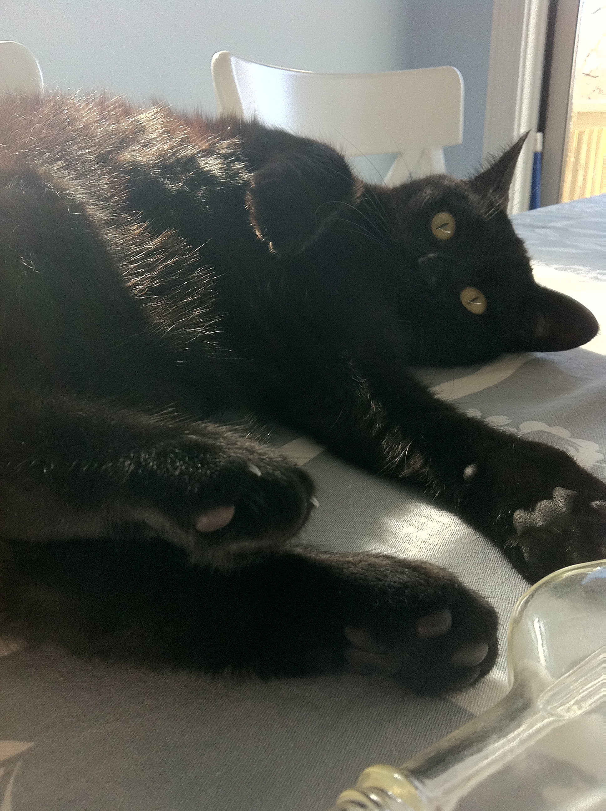 Caspian on the table