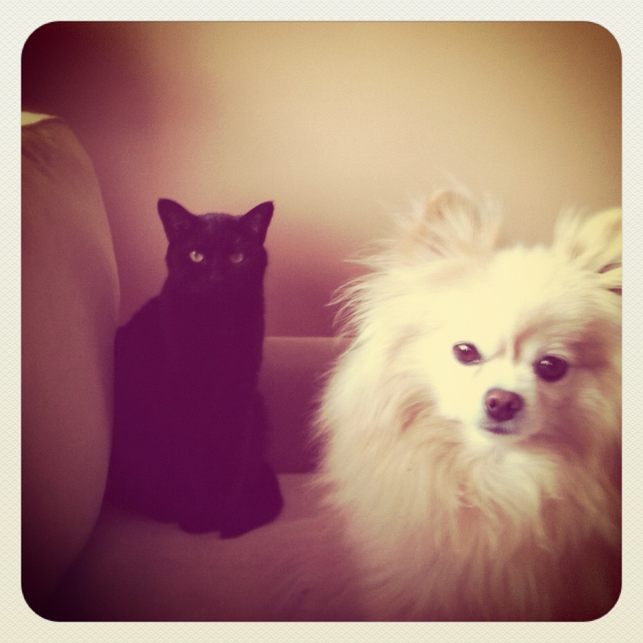 cat and pomeranian