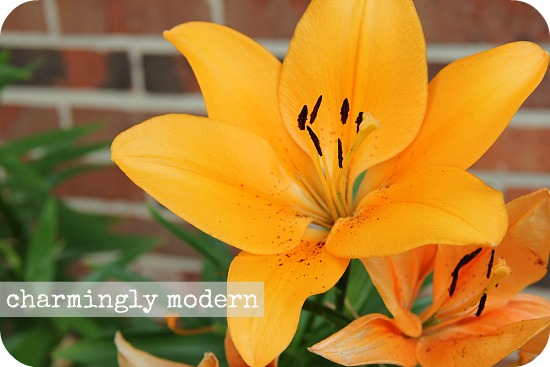 lilies in front yard