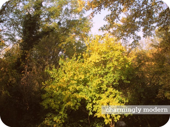 trees in the morning